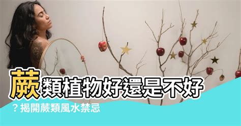 蕨類風水